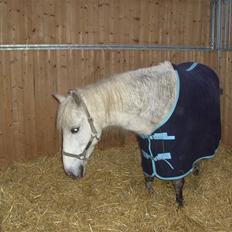 Anden særlig race Charlie- gammel part