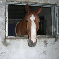 Hannoveraner ludwiig