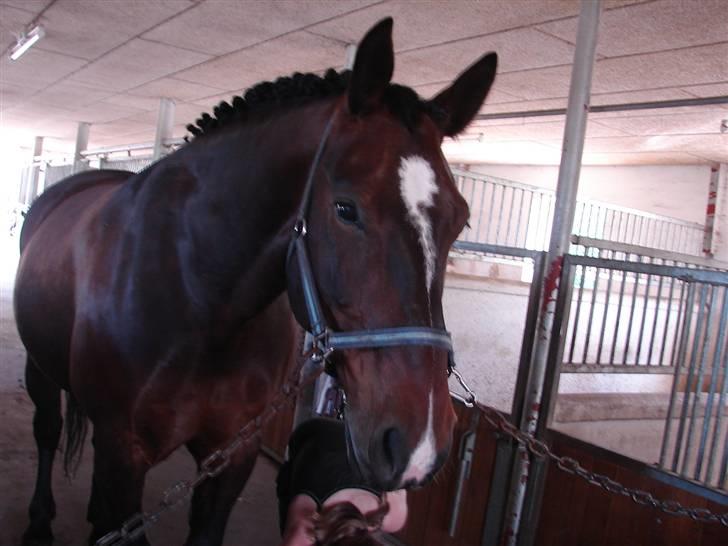 Oldenborg Passat - Passat  på stadgangen :P billede 9