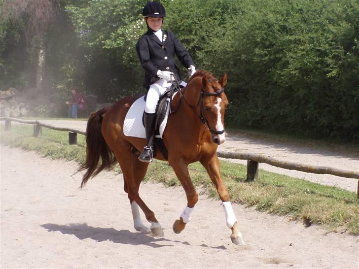 DSP Fantast A.M. - Super galop billede 3