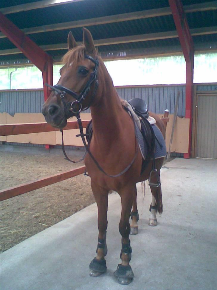 DSP Shanthi R.I.P - undskyld kvaliteten.. ( det er taget med mobilen) billede 19