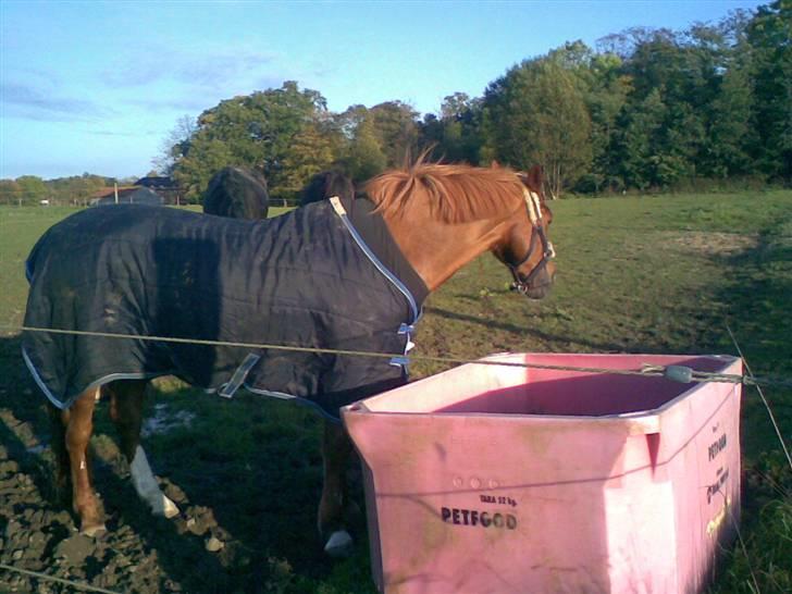 DSP Shanthi R.I.P - Shanthi på mark billede 20