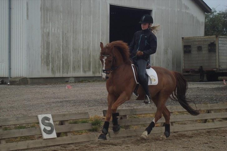 DSP Fantast A.M. billede 5