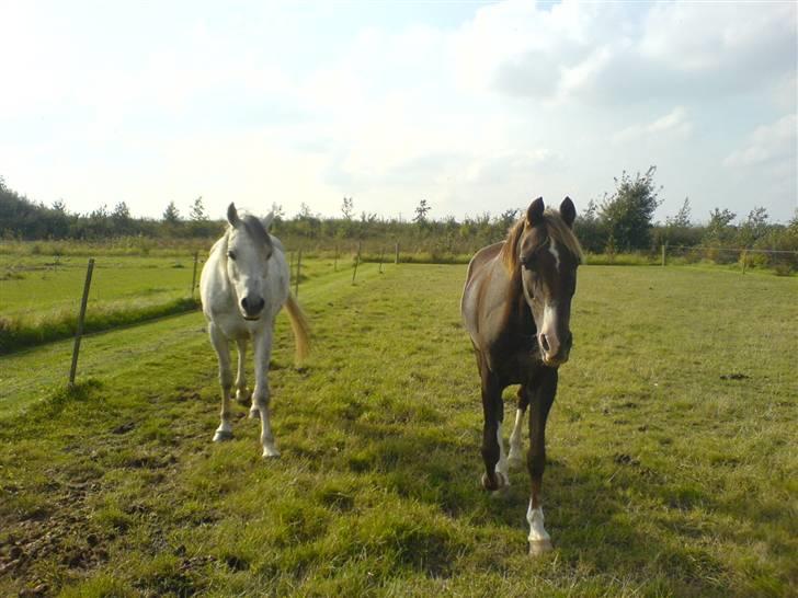 Arabisk fuldblod (OX)  Shadow -  ox  - Shadow og min gamle pony på fold (; 2oo7 billede 15