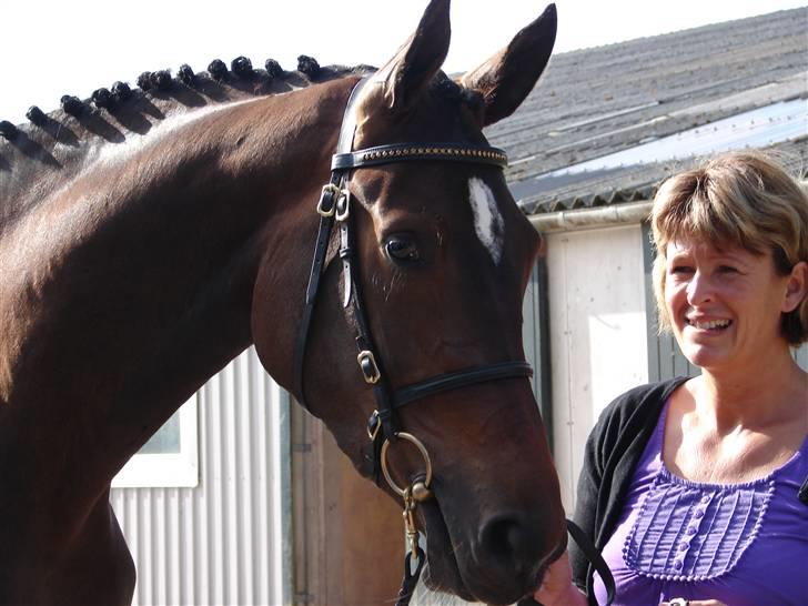 Trakehner  Viva - Viva  billede 1