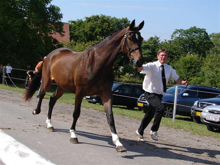 Trakehner  Viva - Er hun ikke smuk?:D billede 3