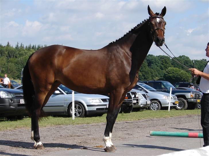 Trakehner  Viva - :D billede 4