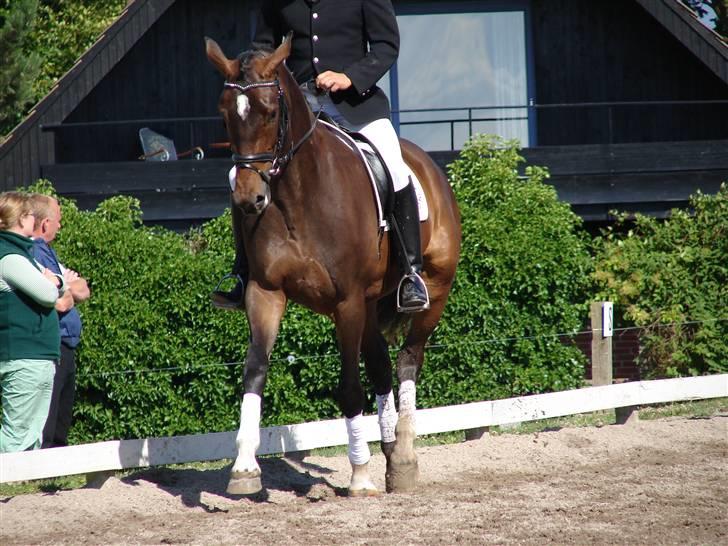 Trakehner  Viva - Viva billede 5