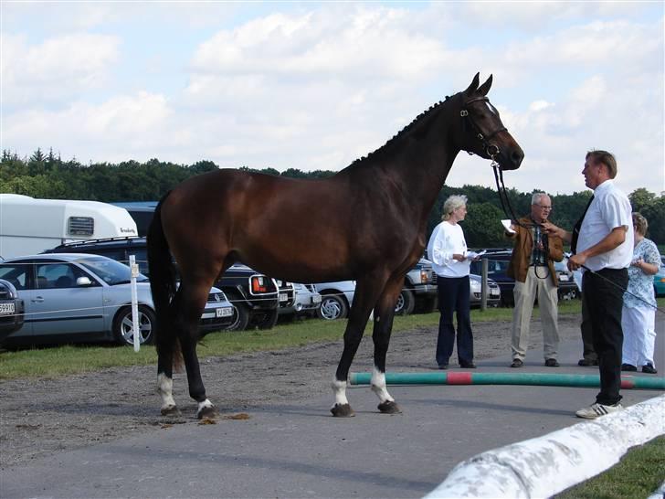 Trakehner  Viva - Viva  billede 6