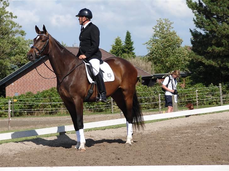 Trakehner  Viva - Viva & Lars billede 7