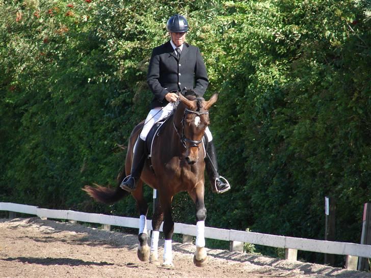 Trakehner  Viva - Viva  billede 8