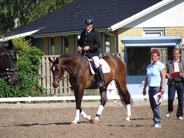 Trakehner  Viva - Viva billede 9