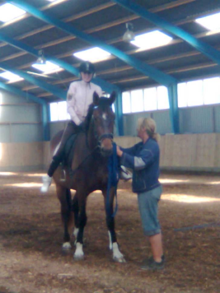 Trakehner  Viva - Første gang oppe på viva nogensinde! 5 juni 2008  billede 10