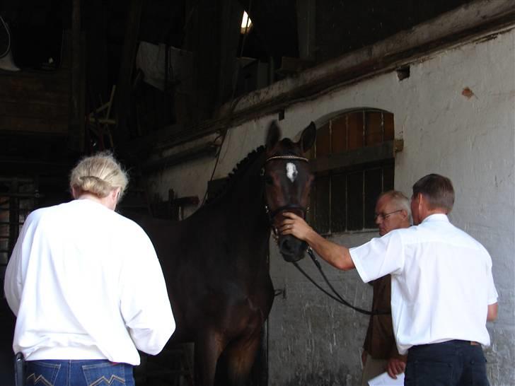 Trakehner  Viva - Viva :D billede 12