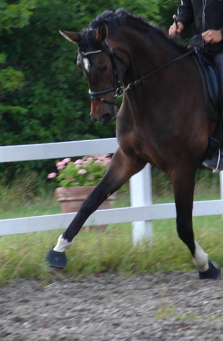 Trakehner  Viva - Viva efter 12 dages ridning :D billede 13