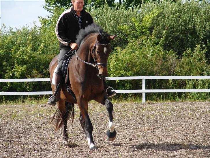 Trakehner  Viva - Viva efter 12 dages ridning :D billede 14