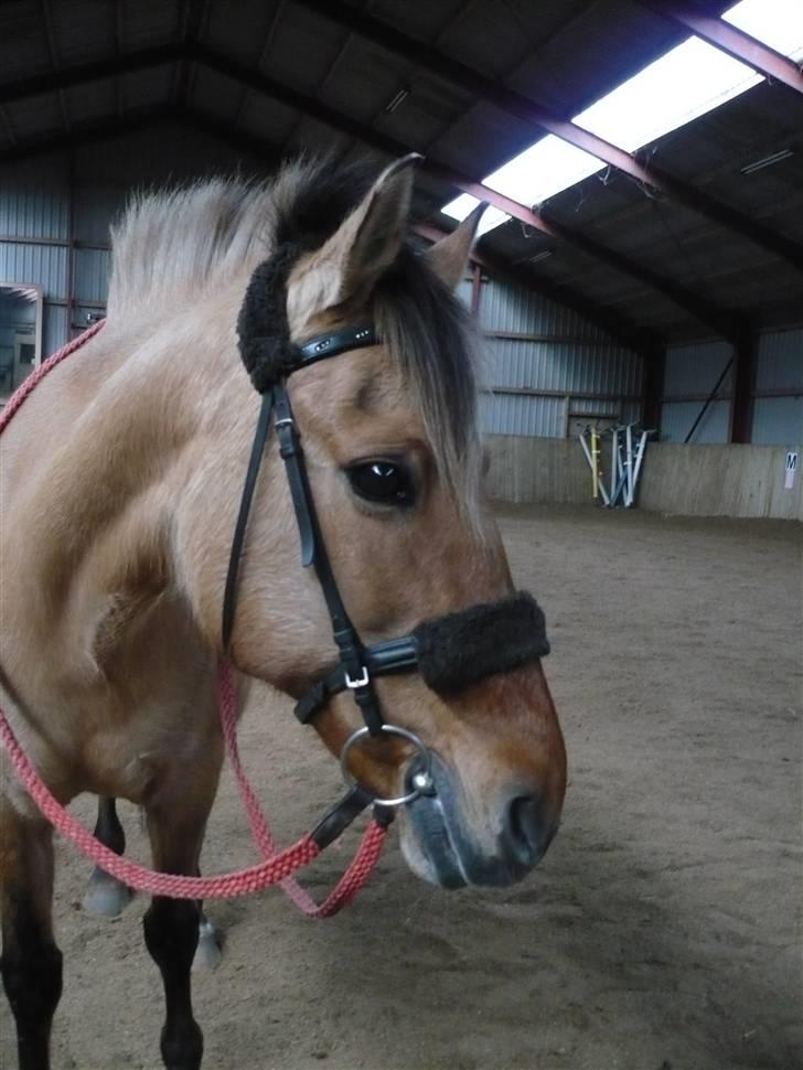 Anden særlig race Molly - Foto Mig billede 16