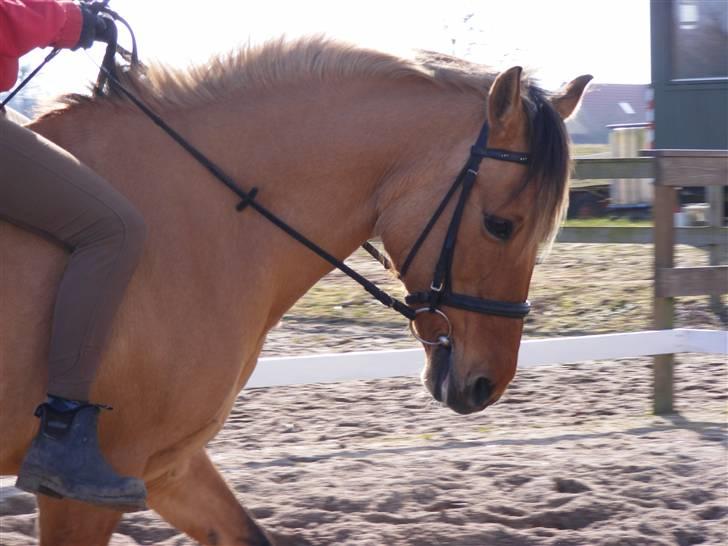 Anden særlig race Molly - Lidt dressur kan spring ponyen da godt gå, Foto Trine billede 18