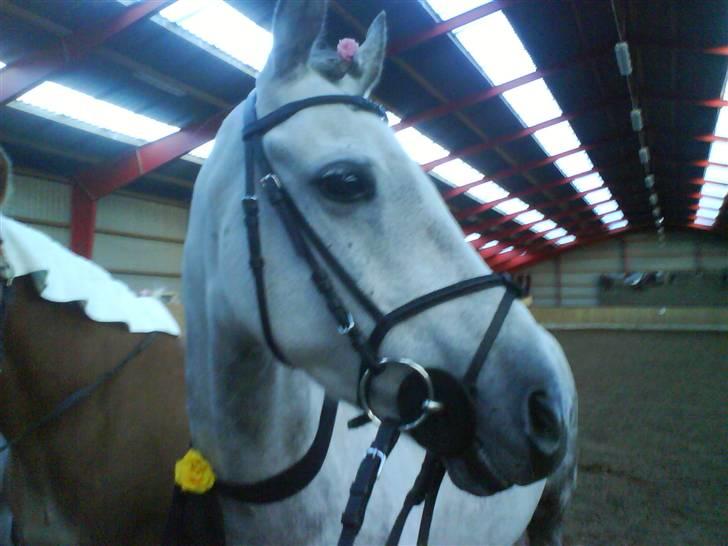 Anden særlig race Lykkelundens Moon Magic  - gille som brudegom-så sød! billede 2