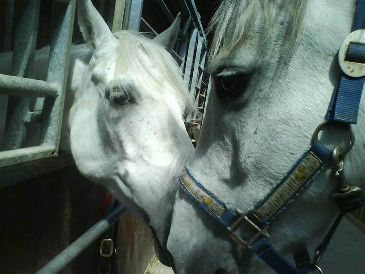 Anden særlig race Lykkelundens Moon Magic  - Silver Diamond og Gille = Best friends forever<3! billede 3