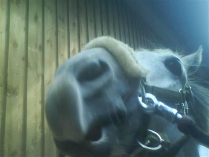 Anden særlig race Lykkelundens Moon Magic  - Nusse/bølle hoved<3:P billede 4