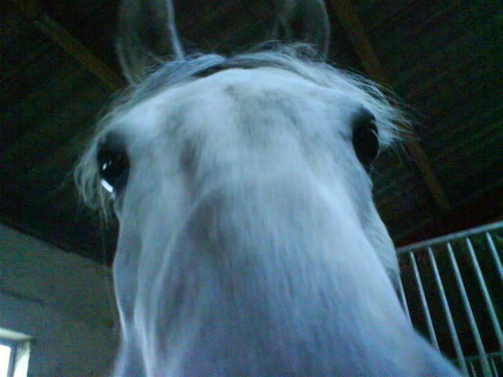 Anden særlig race Lykkelundens Moon Magic  - cool nærbilled! kameraet er virklig spændene! (Mumietrold ) billede 7