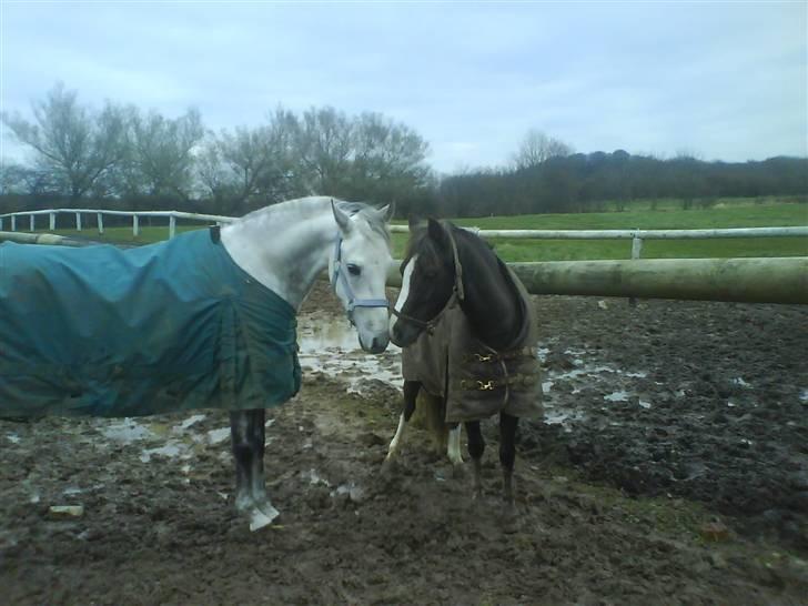 Anden særlig race Lykkelundens Moon Magic  - Gille og Bette silver..Gode venner<3 billede 8