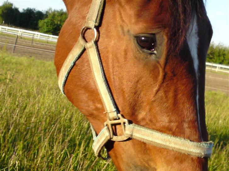 Dansk Varmblod Cadeau - En smuk hest på en smuk dag ;D Taget af: Mig ;b billede 18