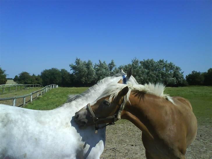 Anden særlig race Lykkelundens Moon Magic  - det er så ham og konen freja..<3 elsker hinanden meget højt!! billede 9