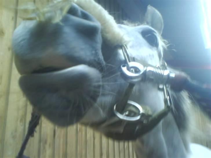 Anden særlig race Lykkelundens Moon Magic  - frække magic ( er ret interesseret i godbidden:P -self!) billede 10