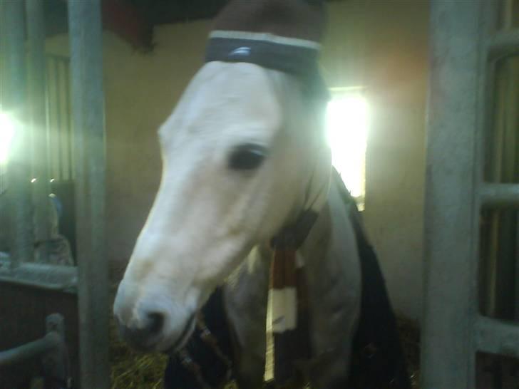 Anden særlig race Lykkelundens Moon Magic  - gille er altid klædt varmt på til vinteren<3:P haha billede 11