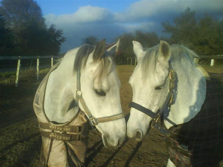 Anden særlig race Lykkelundens Moon Magic  - Smukke Nicol (ekstra kæreste) og magic billede 12