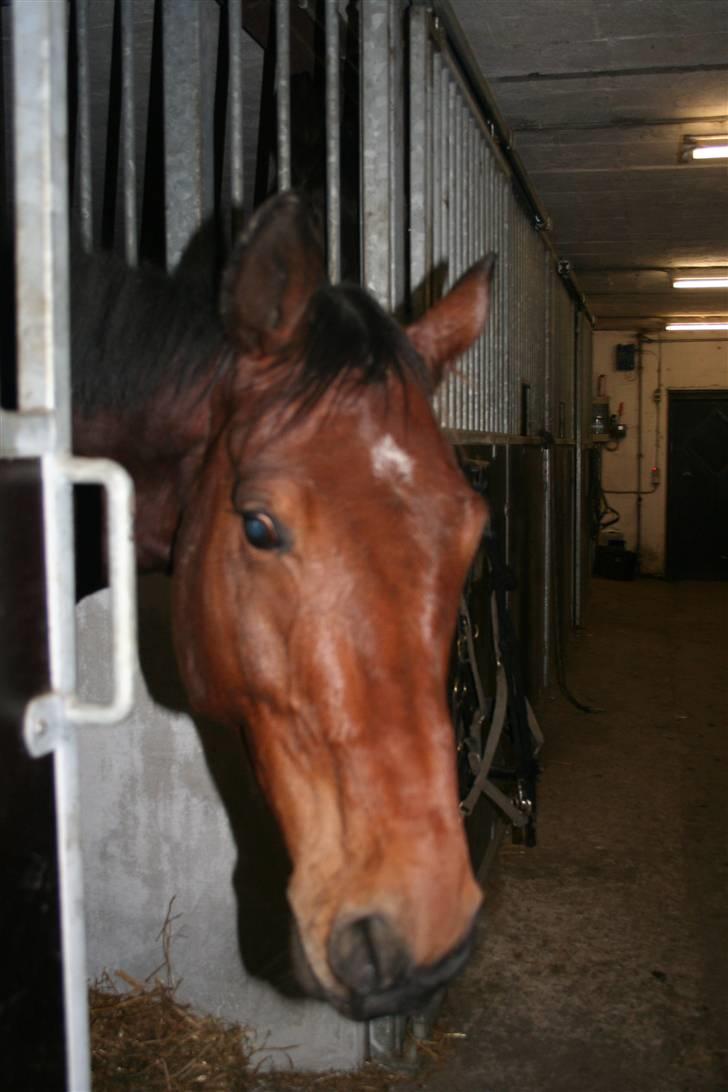 Dansk Varmblod LYKKEHØJS  LUIGI  "SOLGT - kuk kuk  er i der       MAD!!!!!! billede 11