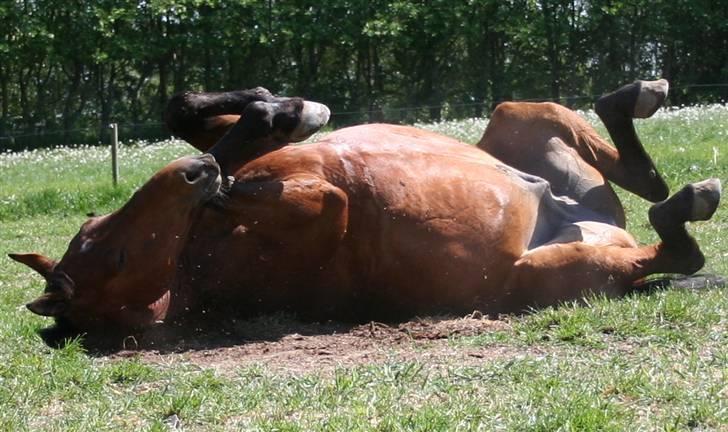 Dansk Varmblod LYKKEHØJS  LUIGI  "SOLGT billede 12