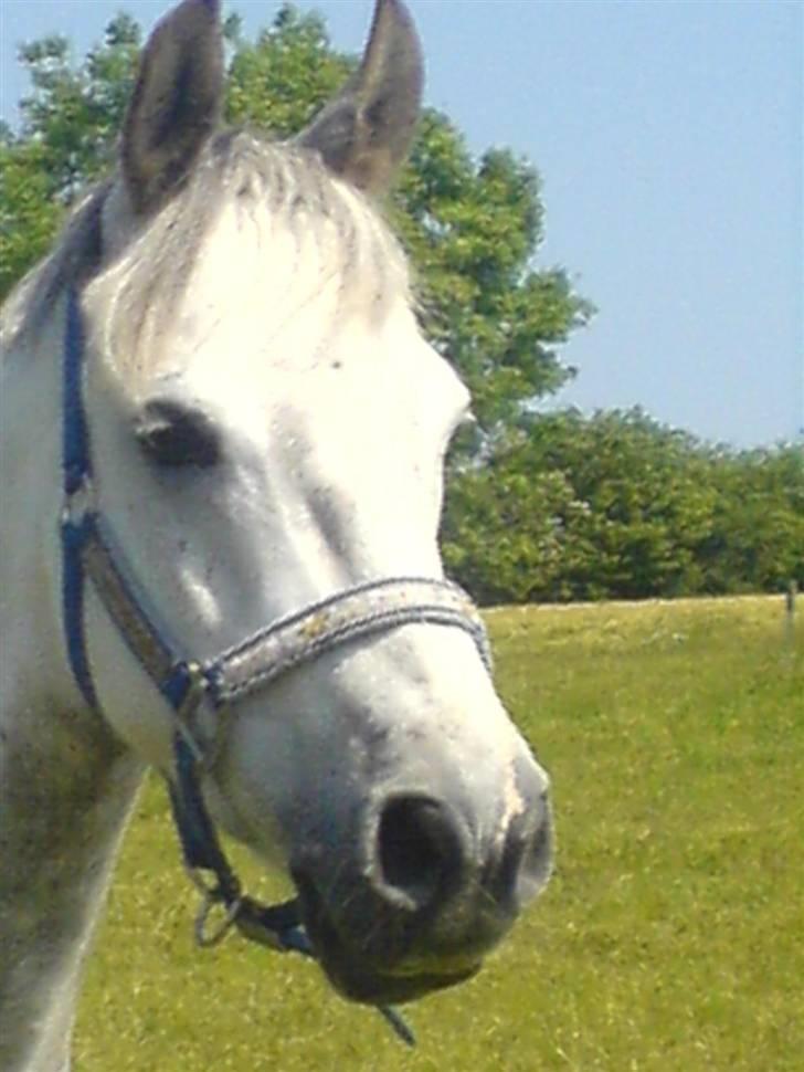 Anden særlig race Lykkelundens Moon Magic  - Its like I knew U before we met, can´t explain it, theres no reason! <3 billede 14