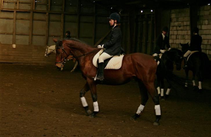 Dansk Varmblod LYKKEHØJS  LUIGI  "SOLGT - opvarmning stævne 1 billede 13
