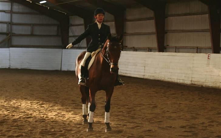 Dansk Varmblod LYKKEHØJS  LUIGI  "SOLGT - vores første stævne billede 15