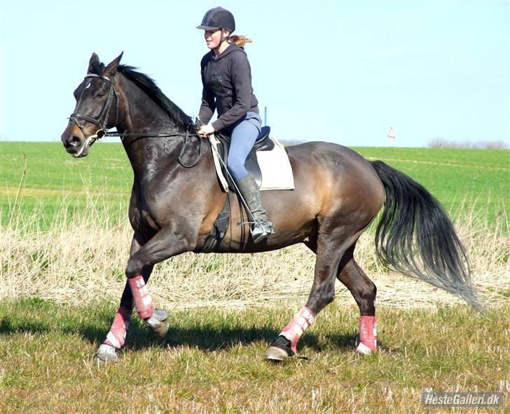 Dansk Varmblod Viento - Galop på marken :P billede 8