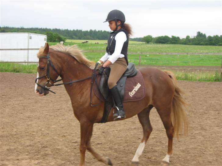 Hollandsk Sportspony Mady B-pony solgt - 14. Da jeg var ude og prøve Mady for første gang:) billede 14