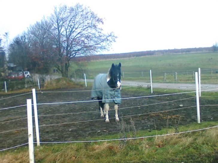 Pinto Magic Dream (Solgt) - Magic på sygefold. Da han har influenza "/  billede 6