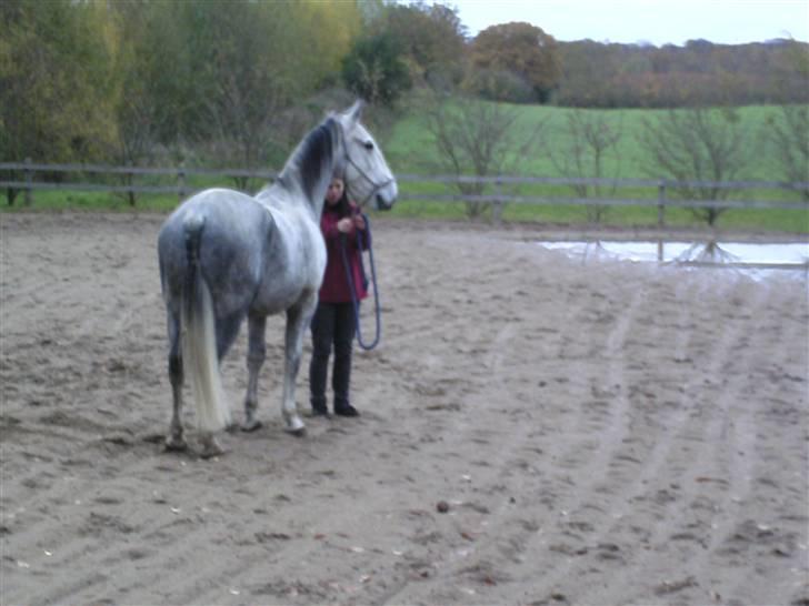 Lipizzaner Farvory Figuras - Janko og camilla øver HMS tror jeg xD billede 11