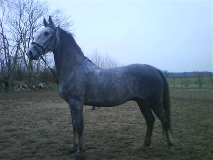 Lipizzaner Farvory Figuras - JiiiiiHaar!! billede 12