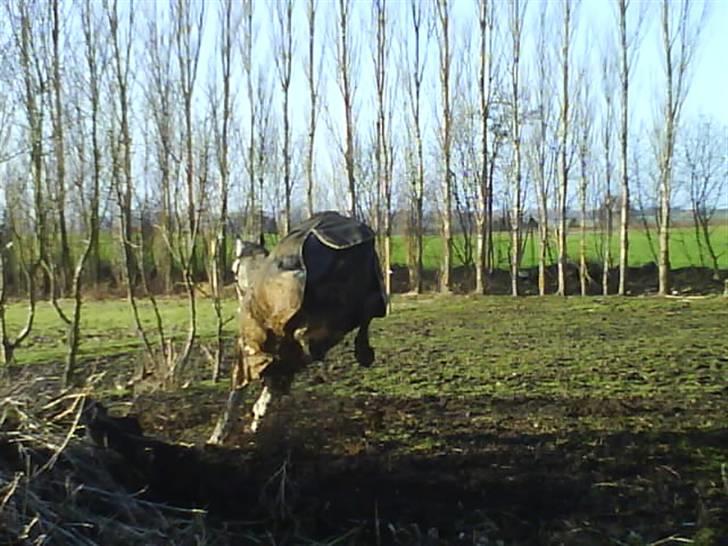 Lipizzaner Farvory Figuras - vildbasse!! billede 14