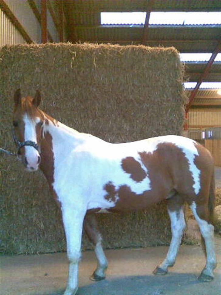 Pinto Indiana Jones Solgt:'( - velkommen til indi´s profil billede 1