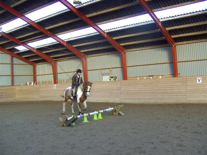 Pinto Indiana Jones Solgt:'( - det var lidt for farligt til indi:-) billede 2