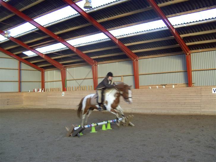 Pinto Indiana Jones Solgt:'( - så kom vi over det:-) billede 3