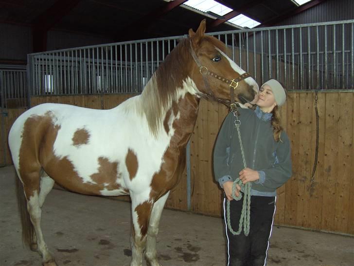 Pinto Indiana Jones Solgt:'( - et lille kys billede 4