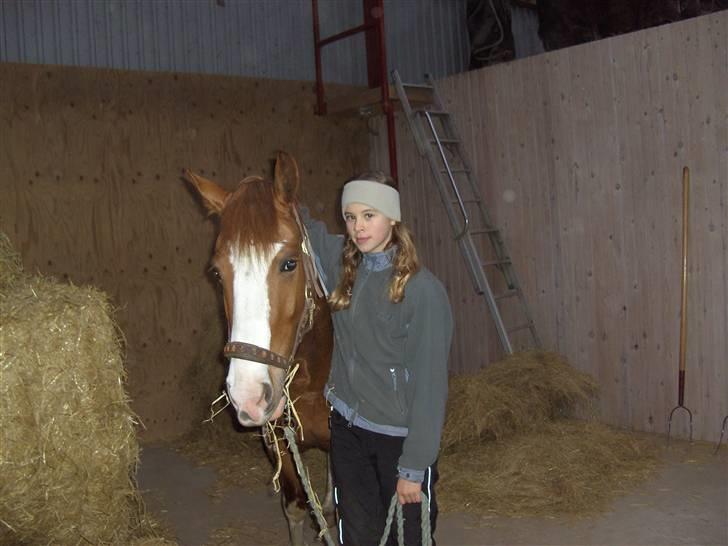 Pinto Indiana Jones Solgt:'( - lidt halm er altid godt;-) billede 5