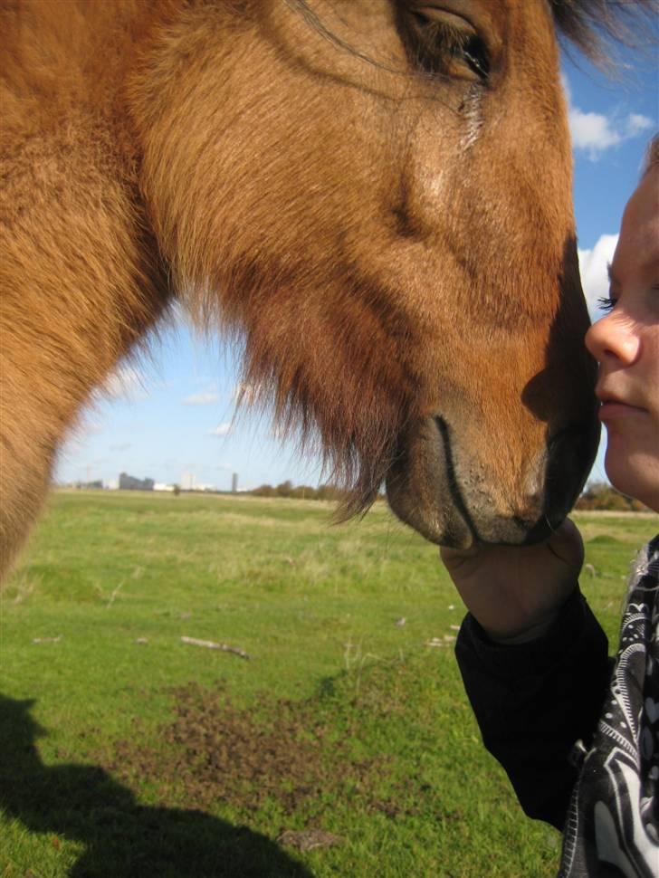 Shetlænder blaning Nala nudel. - iiih altser, elsker dig min nudel<3. billede 14