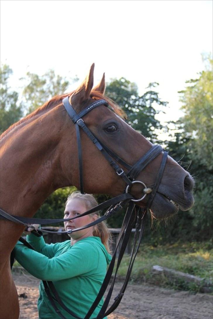 Dansk Varmblod Casandro billede 13